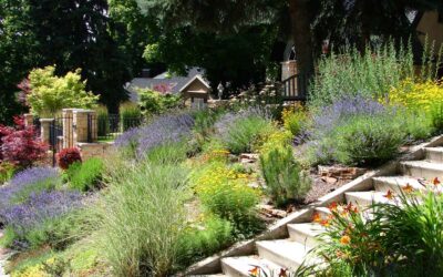 Embrace Sustainability: Exploring the Benefits of Xeriscaping with Top Cut Landscaping