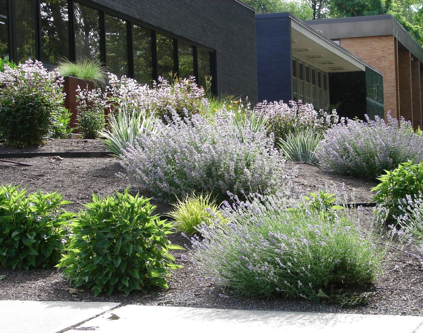 Water-smart xeriscaping details for Broomfield CO home